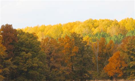 Enjoy the beauty of fall colors on the Shawnee National Forest – The ...