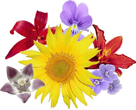 File:Bouquet fleurs.png - Wikimedia Commons