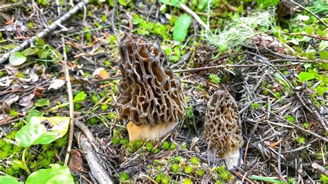 Oregon Morel Mushrooms hunting and cooking - YouTube