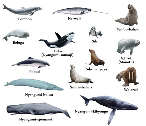 Swahili Land: Mamalia wa Bahari (Marine Mammals)