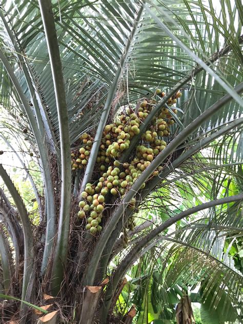 Foraging Texas: Palm - Pindo, Jelly