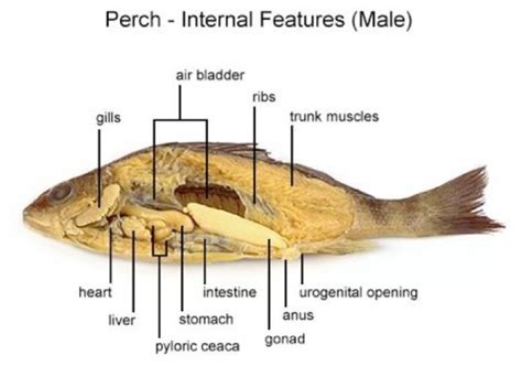 Yellow Perch Anatomy