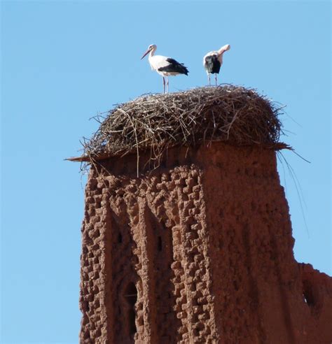 Morocco Tours: Bird Watching Tours of Morocco - Berber Treasures Morocco