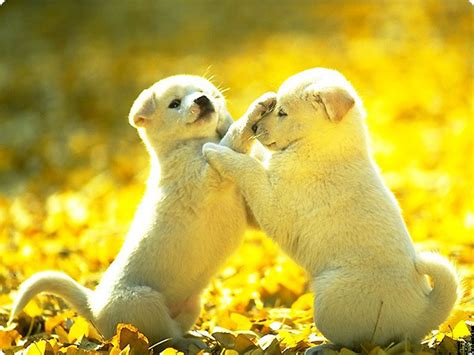 wonderful and marvelous pictures of puppy and dog