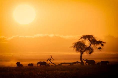 Amboseli National Park: Overnight and Safari | GetYourGuide