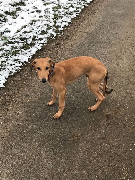 Saluki puppy | in Oundle, Cambridgeshire | Gumtree