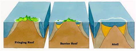 Coral Reef: Formation