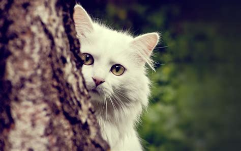 Cool Cat Wallpaper (71+ images)