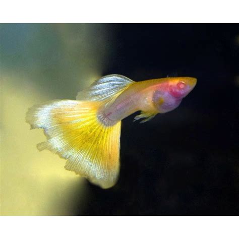 Guppy taxi glass belly - Urban Natura