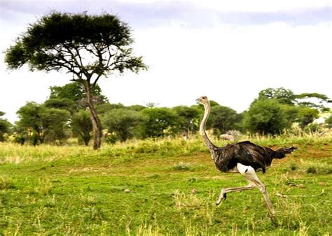 How Fast Can an Ostrich Run? Speeds, Unique Features | Storyteller Travel