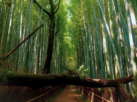 Arashiyama Bamboo Forest: Cultural Heritage Reviews