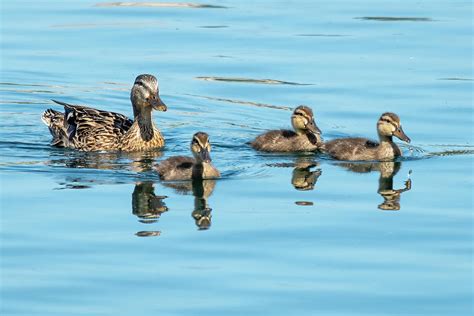 Mallard and Ducklings Photograph by Bradford Martin - Pixels