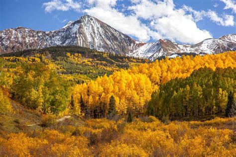 The aspen trees turn golden yellow as fall approaches Wyoming. | Telluride colorado, Wyoming ...