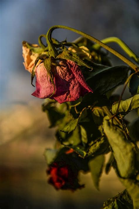 Dry Flowers · Free Stock Photo