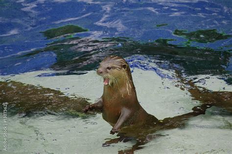 loutre Stock Photo | Adobe Stock