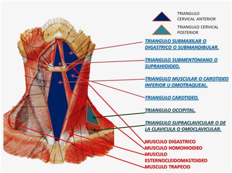 Superficial And Deep Muscles Of The Neck Anatomy PNG Image ...