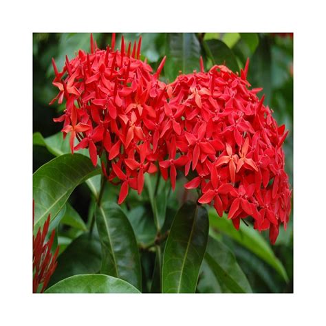 Buy Flower Plants Ixora Dwarf (Red) Online at lowest price