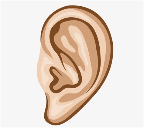 Les Parties De Dessin Vectoriel Auditive De L'oreille PNG , Entendre Clipart, Oreille, Vecteur ...