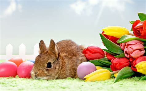 tulips, Flowers, Rabbits, Eggs, Animals, Easter Wallpapers HD / Desktop ...