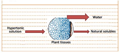 Mass transfer in fruit tissue during osmotic dehydration | Download ...