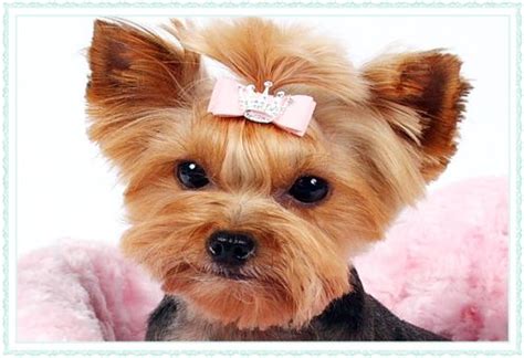 Small Dog Accessories, Dog Hair Bows and Barrettes | Small dog ...