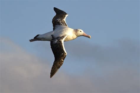 Wandering Albatross - Facts and Beyond | Biology Dictionary