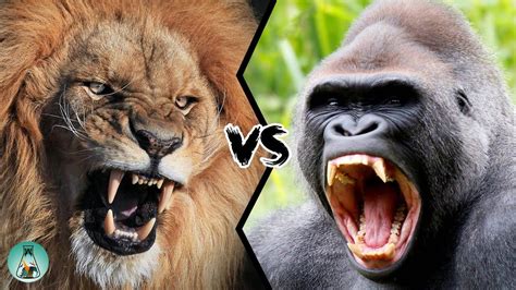 LION VS GORILLA - Who would win this fight? | Animal attack, Gorilla, Silverback gorilla