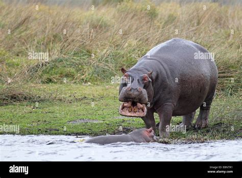 Standing young female hi-res stock photography and images - Alamy