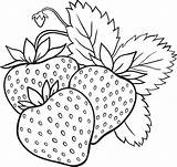 Free Coloring Pages Strawberry sketch template