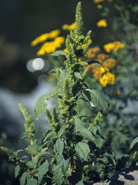 Redroot Pigweed | Cornell Weed Identification