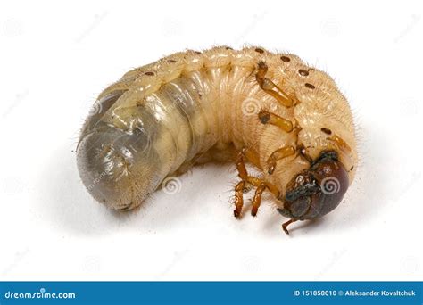 Larva of a Rhinoceros Beetle Stock Photo - Image of nature, isolated ...