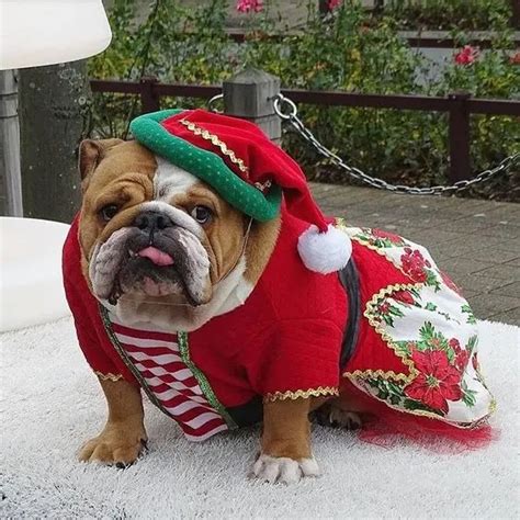 14 Trendy English Bulldog Halloween Costumes - Dog Red Line | Bulldog halloween costumes ...