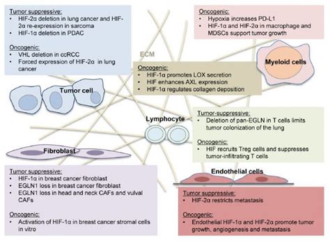 HIF-1 Pathway - AnyGenes