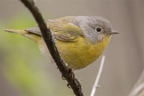 Nashville Warbler (female-spring) – Jeremy Meyer Photography