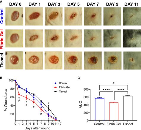 Frontiers | Physiological fibrin hydrogel modulates immune cells and ...