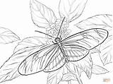 Butterflies Coloring Pages Butterfly Free  sketch template