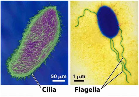 Ciencias de Joseleg: El movimiento por cilios y flagelos