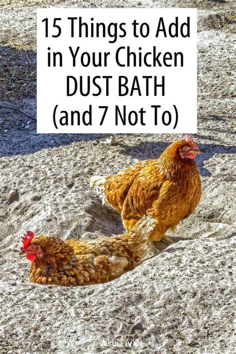 15 Things to Add in Your Chicken Dust Bath (and 7 Not To) - Survival ...