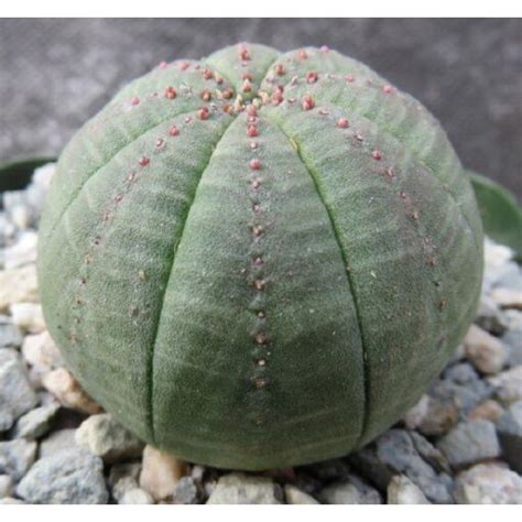 Baseball Plant (Euphorbia obesa)