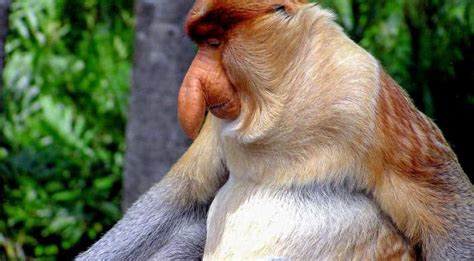 Big noses, big attraction: Study shows how male Proboscis monkeys woo their mates - Science News