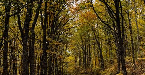 Forest Road in Autumn · Free Stock Photo