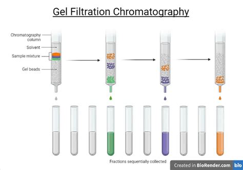 Gel Filtration Chromatography • Microbe Online