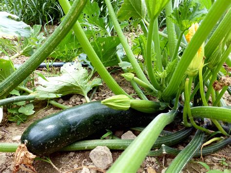 Black Beauty Zucchini, 4 g : Southern Exposure Seed Exchange, Saving the Past for the Future