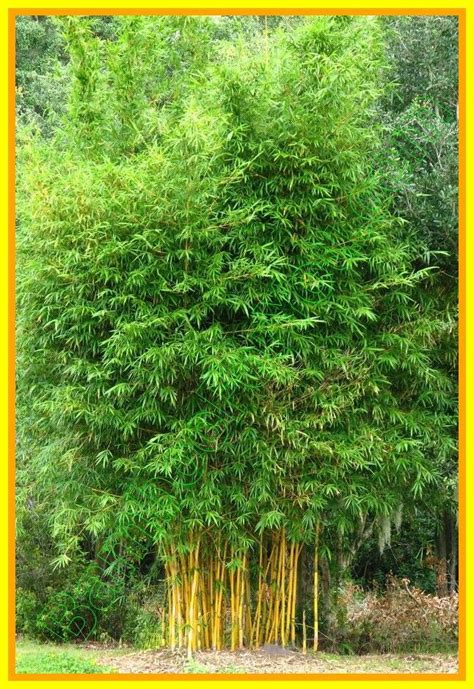 Clumping Bamboo Plants - Plants FA