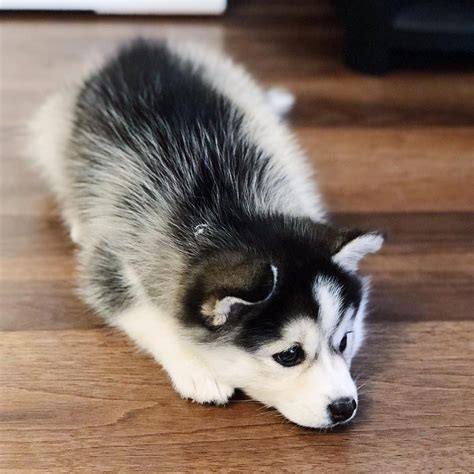 (Bonus) Pomsky puppy (Pomerian-Husky cross) by Vesper (@thevesperbear ...