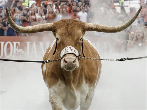 WATCH: Ahead Of UT's Sugar Bowl Win, Bevo Nearly Trampled Georgia ...