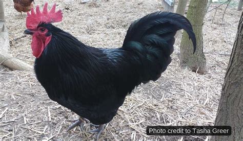 Australorp Chickens