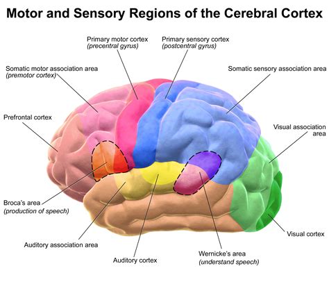 Primary Somatosensory Cortex | Structure, Functions, Clinical Significance