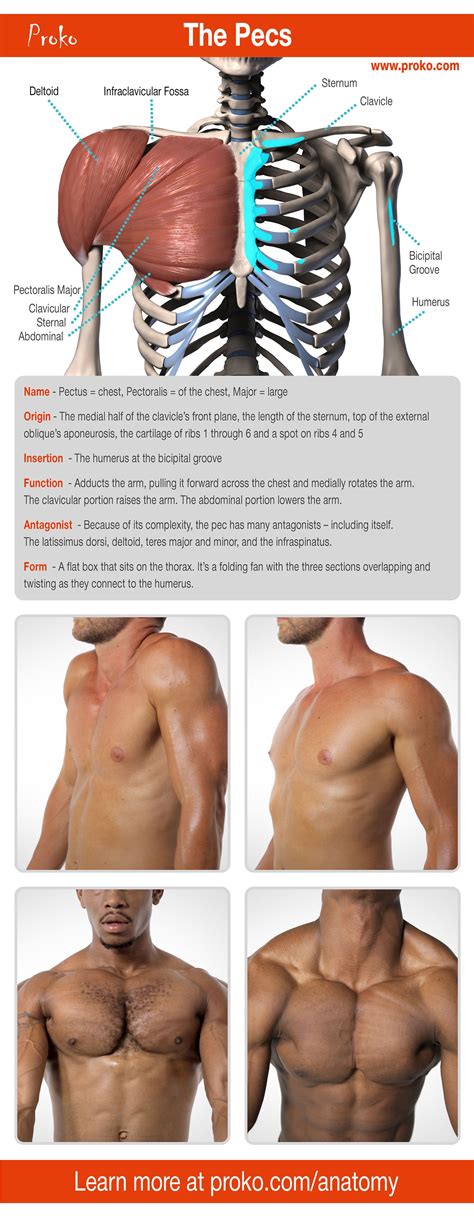 Let's learn the anatomy of the pecs so that you can draw an accurate ...