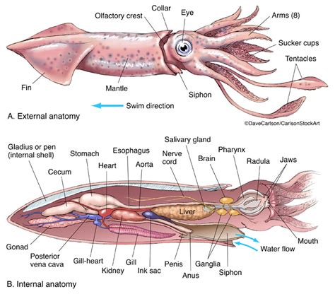 Squid Anatomy | Carlson Stock Art